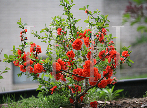 Picture of Chaenomeles speciosa 'Double Take Orange Storm'