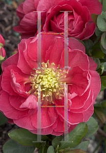 Picture of Chaenomeles speciosa 'Double Take Pink Storm'