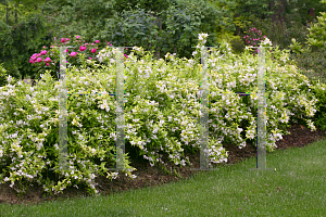 Picture of Deutzia gracilis 'Duncan(Chardonnay Pearls)'