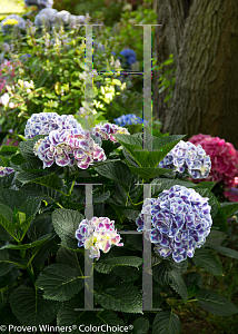 Picture of Hydrangea macrophylla 'Ramars (Cityline Mars)'