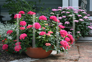 Picture of Hydrangea macrophylla 'Paris Rapa (Cityline Paris)'