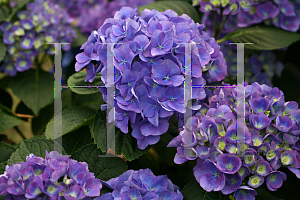 Picture of Hydrangea macrophylla 'Ragra (Cityline  Rio)'