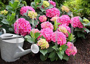 Picture of Hydrangea macrophylla 'Vienna Rawi (Cityline  Vienna)'