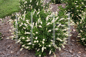 Picture of Clethra alnifolia 'Caleb (Vanilla Spice)'