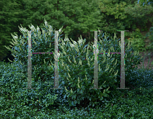 Picture of Clethra alnifolia 'Crystalina (Sugartina Crystalina)'