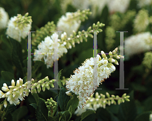 Picture of Clethra alnifolia 'Crystalina (Sugartina Crystalina)'