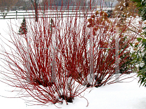 Picture of Cornus stolonifera 'Farrow(Arctic Fire)'