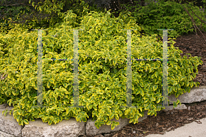 Picture of Euonymus fortunei 'Roemertwo(Gold Splash)'