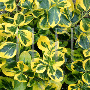 Picture of Euonymus fortunei 'Roemertwo(Gold Splash)'