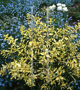 Picture of Euonymus fortunei 'Interbolwi (Blondy)'