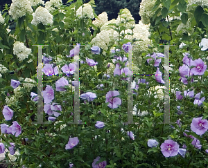 Picture of Hibiscus syriacus 'Notwoodone(Lavender Chiffon)'