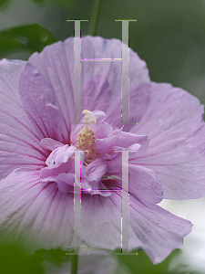 Picture of Hibiscus syriacus 'Notwoodone(Lavender Chiffon)'