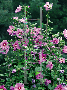 Picture of Hibiscus syriacus 'Floru(Violet Satin)'