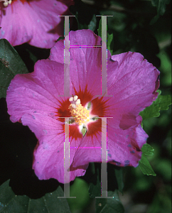 Picture of Hibiscus syriacus 'Floru(Violet Satin)'