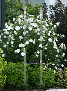 Picture of Hibiscus syriacus 'Notwoodtwo(White Chiffon)'