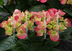 Picture of Hydrangea macrophylla 'Hordo (Abracadabra Orb)'