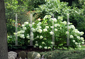 Picture of Hydrangea paniculata 'Little Lamb'