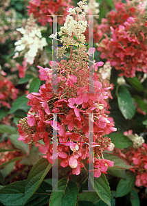 Picture of Hydrangea paniculata 'DVPpinky (Pinky Winky)'