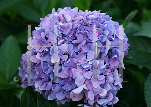 Picture of Hydrangea macrophylla 'Robert (Let's Dance Moonlight)'