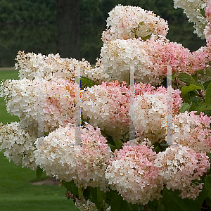 Picture of Hydrangea paniculata 'Little Lamb'