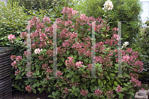 Picture of Hydrangea paniculata 'Bulk (Quick Fire)'