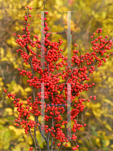 Picture of Ilex verticillata 'Spravy (Berry Heavy)'