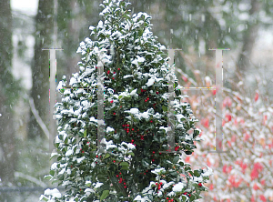 Picture of Ilex x meserveae 'Hachfee(Castle Spire)'