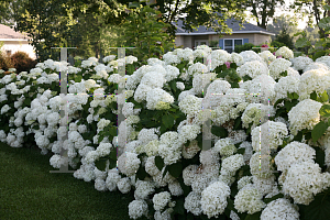 Picture of Hydrangea arborescens 'Abetwo (Incrediball)'