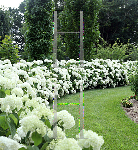 Picture of Hydrangea arborescens 'Abetwo (Incrediball)'