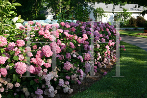 Picture of Hydrangea arborescens 'NCHA1 (Invincibelle® Spirit)'
