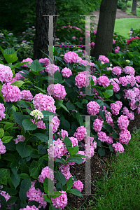 Picture of Hydrangea macrophylla 'Robert (Let's Dance Moonlight)'