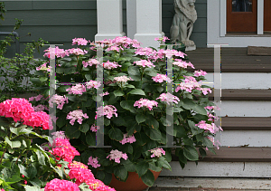 Picture of Hydrangea macrophylla 'Lynn (Let's Dance  Starlight)'