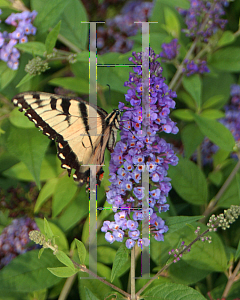 Picture of Buddleia  'Lo & Behold Blue Chip'