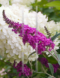 Picture of Buddleia  'Miss Ruby'