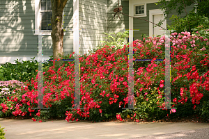 Picture of Rosa  'Meiboulka (Oso Easy Cherry Pie)'