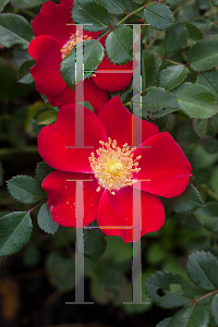 Picture of Rosa  'Meiboulka (Oso Easy Cherry Pie)'