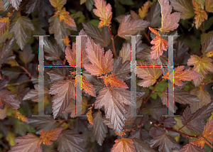 Picture of Physocarpus opulifolius 'Mindia(Coppertina)'