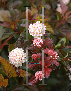 Picture of Physocarpus opulifolius 'Mindia(Coppertina)'