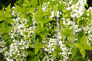 Picture of Deutzia gracilis 'Duncan(Chardonnay Pearls)'