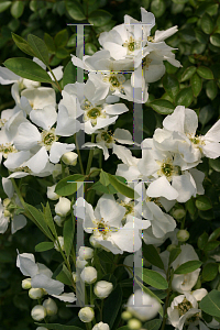 Picture of Exochorda  'Niagara (Snow Day Surprise)'