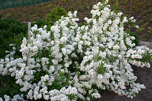 Picture of Exochorda  'Niagara (Snow Day Surprise)'