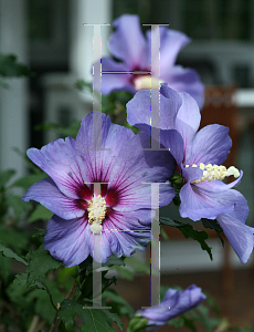 Picture of Hibiscus syriacus 'DVPazurri (Azurri Blue Satin)'