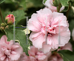 Picture of Hibiscus syriacus 'America Irene Scott (Sugar Tip)'