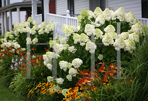 Picture of Hydrangea paniculata 'Limelight'