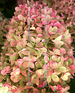 Picture of Hydrangea paniculata 'Limelight'