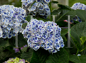 Picture of Hydrangea macrophylla 'Ramars (Cityline Mars)'