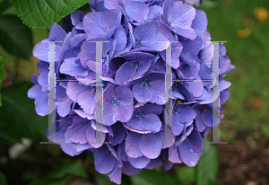 Picture of Hydrangea macrophylla 'Venice Raven (Cityline Venice)'