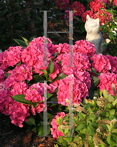 Picture of Hydrangea macrophylla 'Venice Raven (Cityline Venice)'