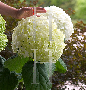 Picture of Hydrangea arborescens 'Abetwo (Incrediball)'