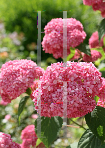 Picture of Hydrangea arborescens 'NCHA1 (Invincibelle® Spirit)'